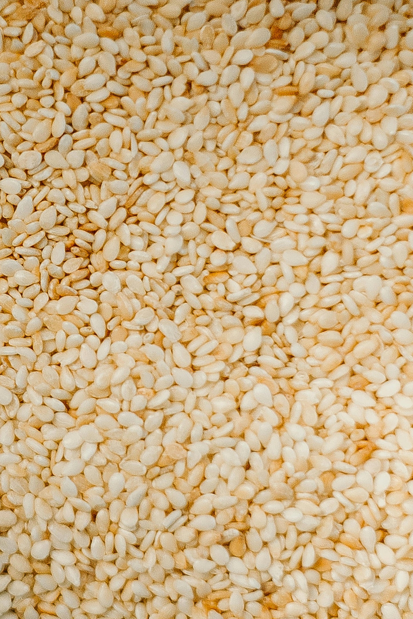 Semillas de Ajonjolí para Exportación